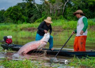 Programa EcoAm abre inscrições no Amazonas para chamada gratuita que conecta negócios da bioeconomia a mercados e investidores