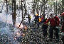 Amazonas reduz até 93% das queimadas e aposta em prevenção para enfrentar crise climática