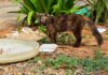 Voluntários amazonenses resgatam 16 gatos de conjunto habitacional destruído por terremoto na Venezuela