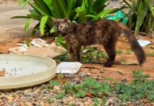 Voluntários amazonenses resgatam 16 gatos de conjunto habitacional destruído por terremoto na Venezuela