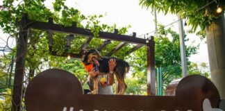 Amazonas Shopping promove evento de adoção pet e bate-papo sobre alimentação animal neste sábado (18)