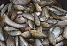 Do rio ao prato: pesquisa transforma lambari em produto de alto valor
