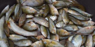Do rio ao prato: pesquisa transforma lambari em produto de alto valor
