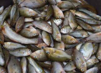 Do rio ao prato: pesquisa transforma lambari em produto de alto valor