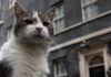 Contratado como ‘funcionário público’, gato Larry passa a viver com o novo premiê inglês