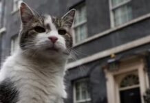 Contratado como ‘funcionário público’, gato Larry passa a viver com o novo premiê inglês