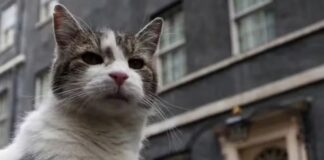 Contratado como ‘funcionário público’, gato Larry passa a viver com o novo premiê inglês