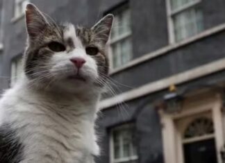 Contratado como ‘funcionário público’, gato Larry passa a viver com o novo premiê inglês