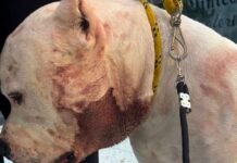 Ragnar pit bull: o herói que lutou contra uma onça para salvar sua família