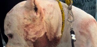 Ragnar pit bull: o herói que lutou contra uma onça para salvar sua família