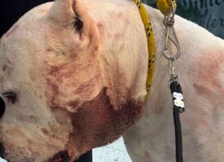 Ragnar pit bull: o herói que lutou contra uma onça para salvar sua família