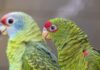 Papagaios vítimas do tráfico ganham espaço no Zoológico de São Paulo