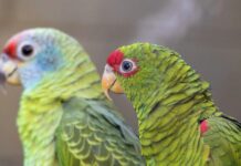 Papagaios vítimas do tráfico ganham espaço no Zoológico de São Paulo