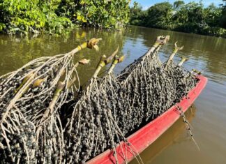 Programa Raiz Empreendedora chega a Tabatinga (AM) para fortalecer negócios da bioeconomia amazônica