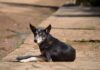 Vira-lata é maioria entre cães no Brasil e enfrenta abandono