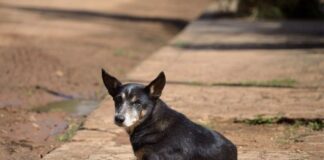 Vira-lata é maioria entre cães no Brasil e enfrenta abandono