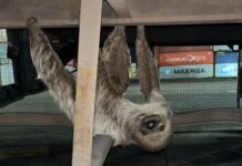 Patrulhamento Ambiental resgata animais silvestres nas zonas Leste e Sul de Manaus