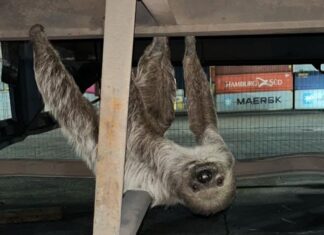 Patrulhamento Ambiental resgata animais silvestres nas zonas Leste e Sul de Manaus