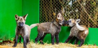 Público decide nomes de trio de lobo-guará; saiba como participar