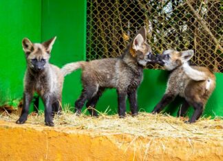 Público decide nomes de trio de lobo-guará; saiba como participar