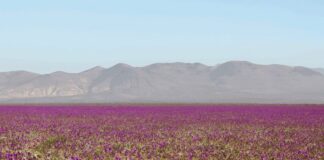Deserto fica coberto de flores após chuvas provocadas por El Niño