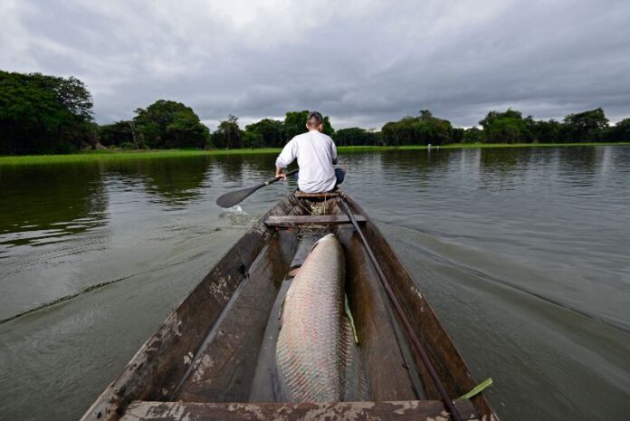 pescador pirarucu peixe Adriano Gambarini (2)(1)