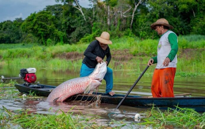 Divulgação (1)(1) pirarucu pescador rio peixe
