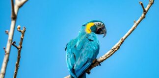 Nova lista de espécies ameaçadas inclui arara-azul e boto-tucuxi