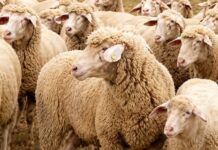 5.500 ovelhas somem de fazenda e deixam mistério de R$ 6,2 milhões