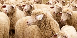 5.500 ovelhas somem de fazenda e deixam mistério de R$ 6,2 milhões