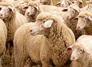 5.500 ovelhas somem de fazenda e deixam mistério de R$ 6,2 milhões