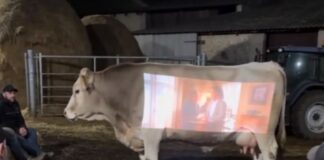 “Movie night en el Rancho”: vaca vira tela de cinema em vídeo que viraliza